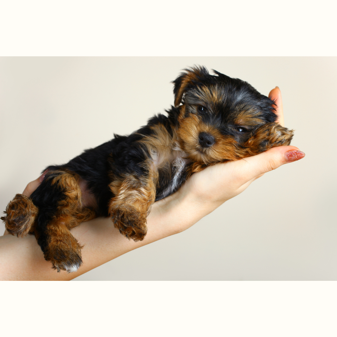 Yorkshire cachorro