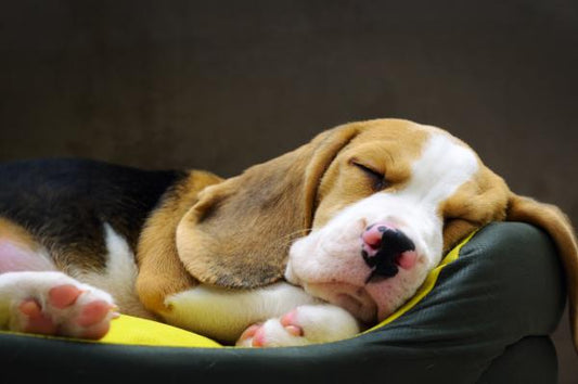 ¿Qué Significa Según Dónde Duerme Tu Perro?