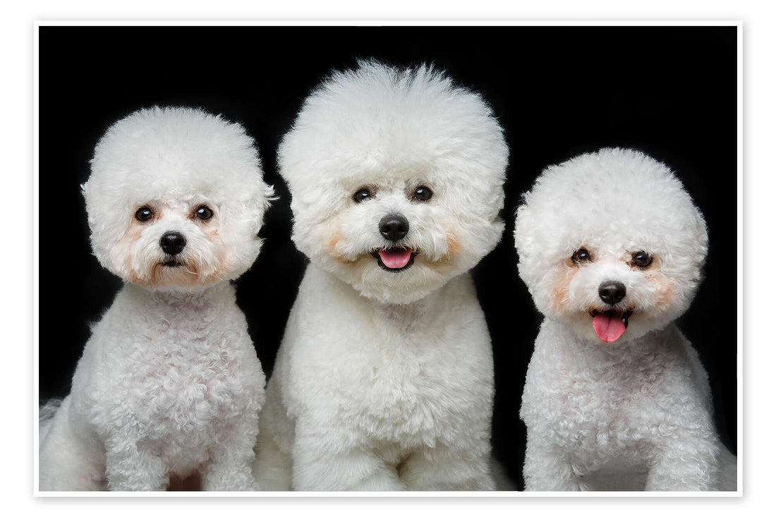 Bichon frise