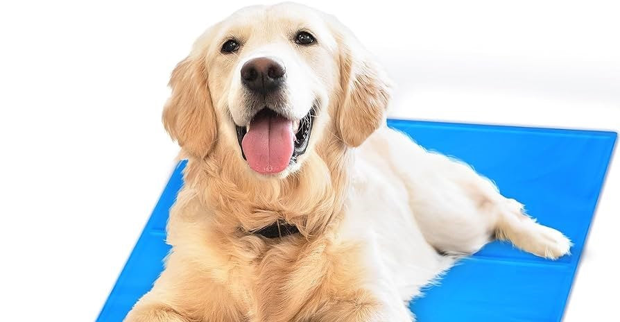 Cómo refrescar a tu perro en verano