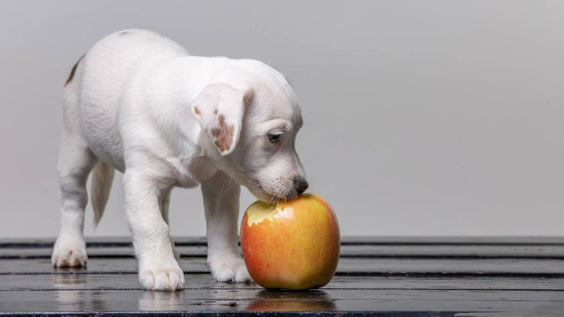 ¿Pueden los perros comer manzana? 5 frutas seguras para tu perro