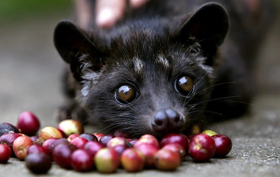 Descubre el Café Más Caro del Mundo: El Fascinante Kopi Luwak