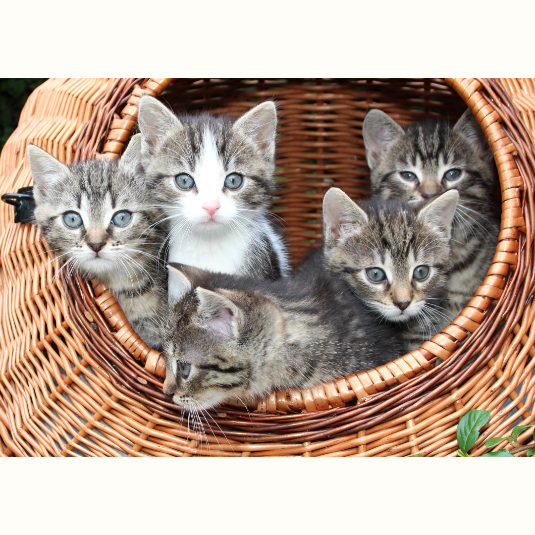 Guía completa: Nombres para gatos machos y cómo elegir el perfecto