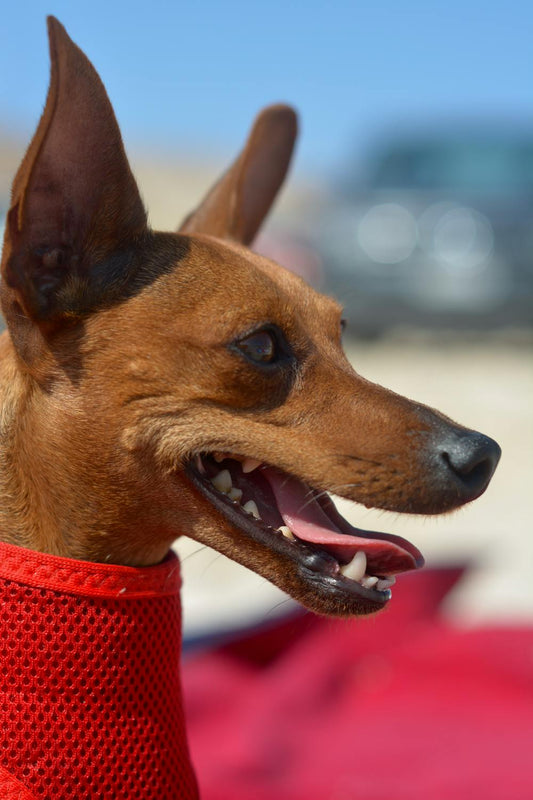 Las mejores playas para ir con tu perro cerca de Barcelona