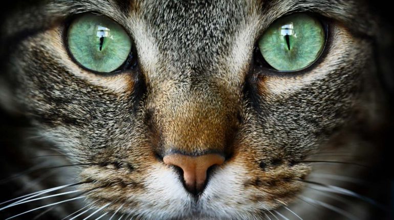 ¿Cómo Ven los Gatos? Un Vistazo al Mundo a Través de los Ojos Felinos