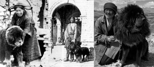 7 Cosas que No Sabías del Mastín Tibetano