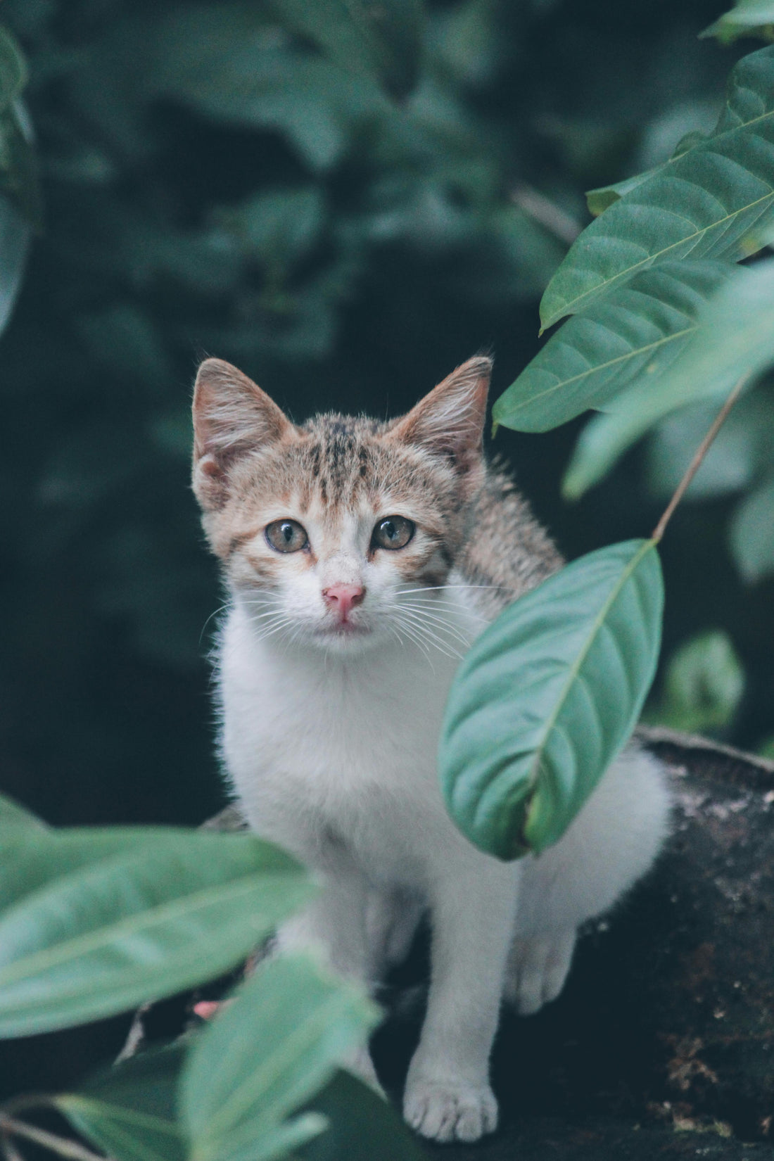 Plantas venenosas para gatos: Qué evitar en tu Hogar