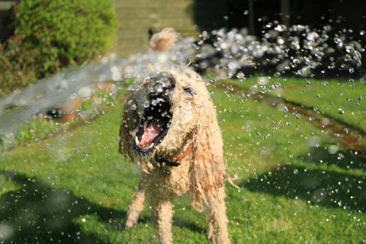 Cómo detectar y tratar un golpe de calor en tu perro