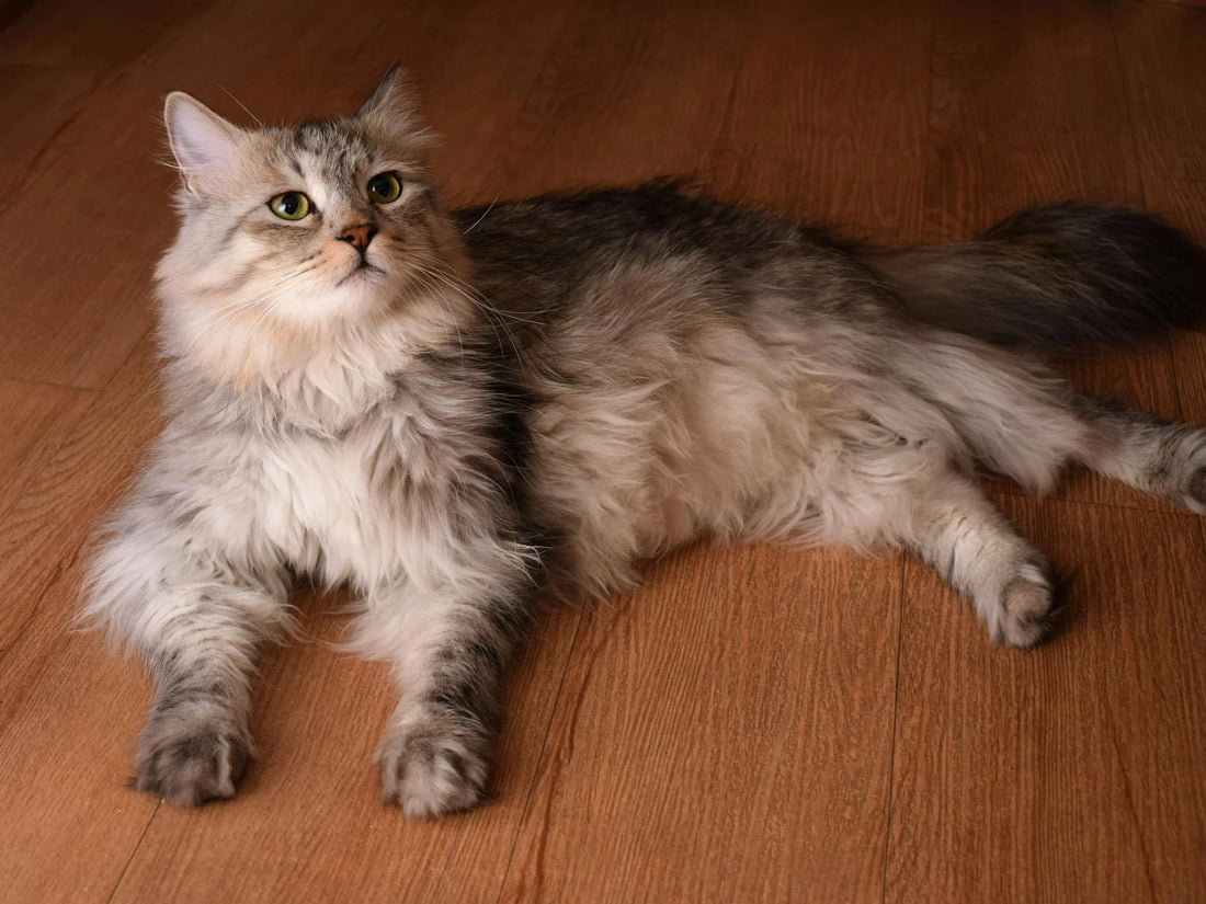 El Fascinante Gato Siberiano: Un Tesoro de la Naturaleza