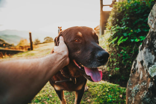 Nombres Originales para Perros Macho: Encuentra el Nombre Perfecto para tu Nuevo Compañero