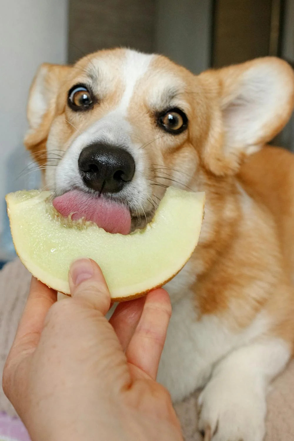 ¿Qué Frutas Pueden Comer los Perros? Una Guía Completa para un Snack Saludable