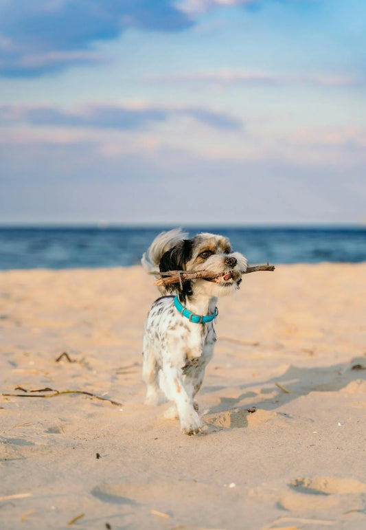 Playas caninas cerca de Barcelona: ¡Diversión asegurada para tu perro!