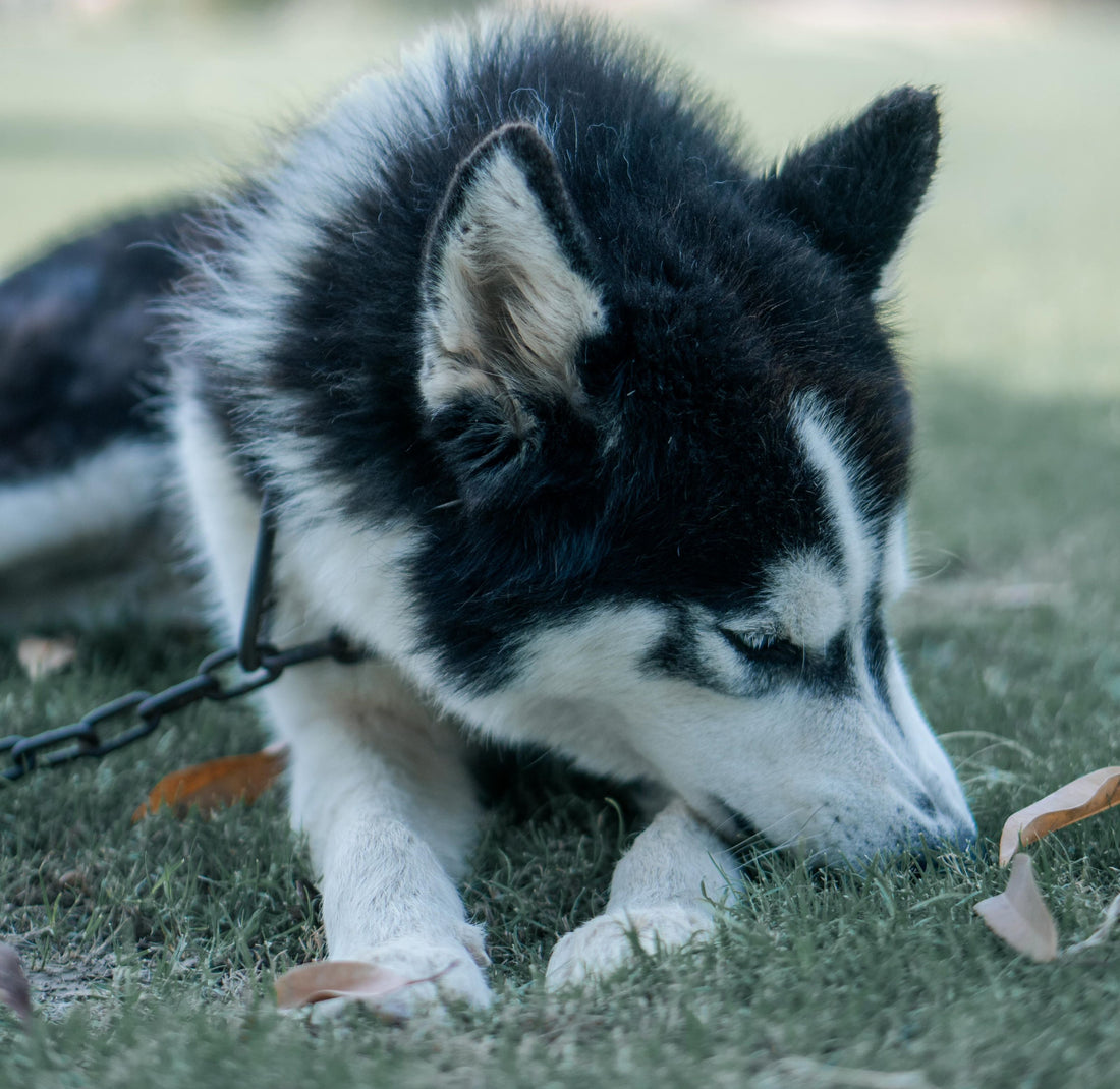 Perro comer caca