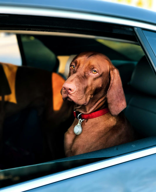 Guía para viajar con tu perro en el coche - Cómo llevar a tu perro correctamente