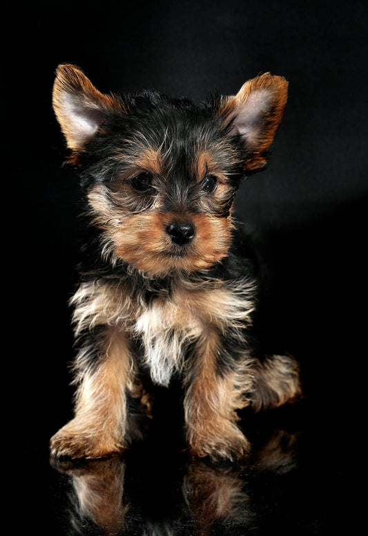 Yorkshire Terrier: Características y Consejos para su Adopción