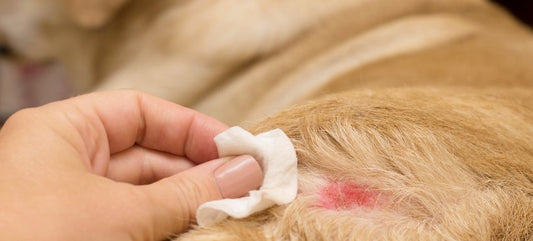 Pioderma en perros: Causas, síntomas y tratamiento