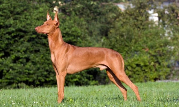 Podenco Andaluz: Todo lo que Necesitas Saber Antes de Adoptar